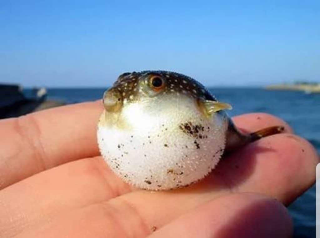 Puffer fish on a hand