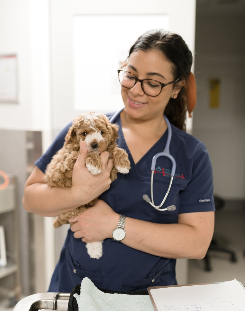 Animal Emergency Service veterinarian holding a brown puppy