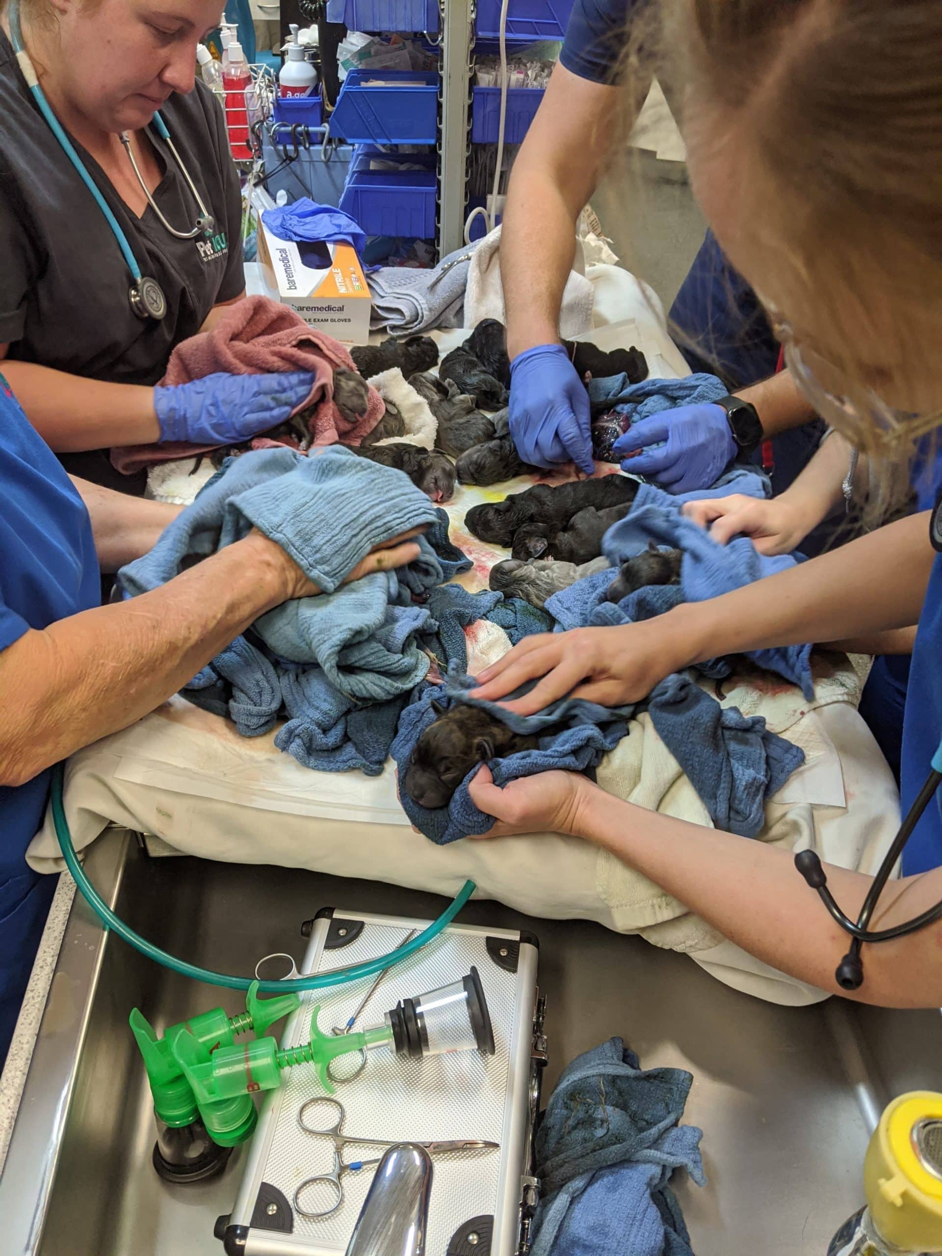 Record breaking litter of puppies being resuscitated after birth at Underwood