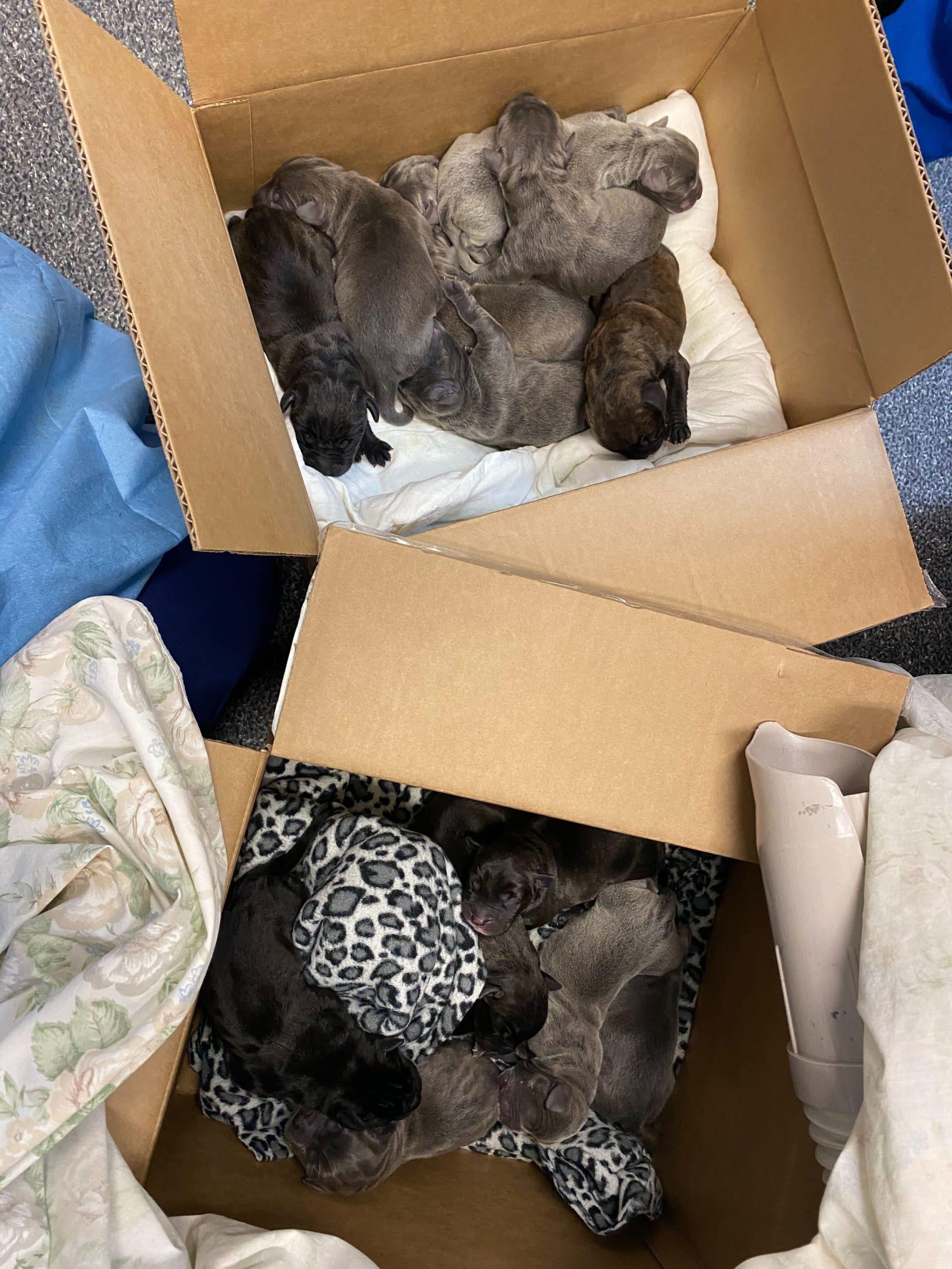 Record breaking litter of puppies in make-shift beds at Underwood