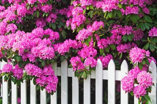 Azaleas behind a white picket fence