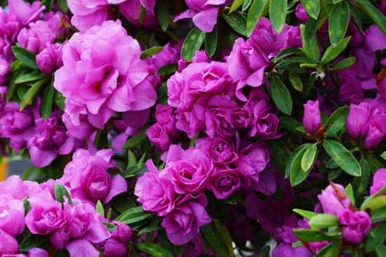 Purple rhododendrons