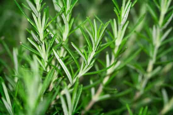 Rosemary a pet friendly plant