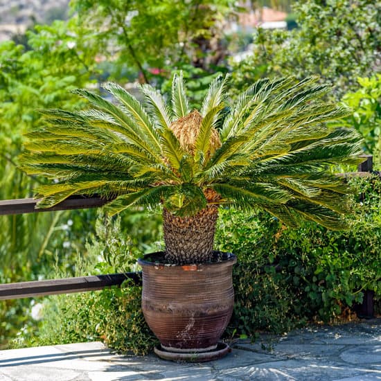Sago palm on balcony, a plant toxic to dogs