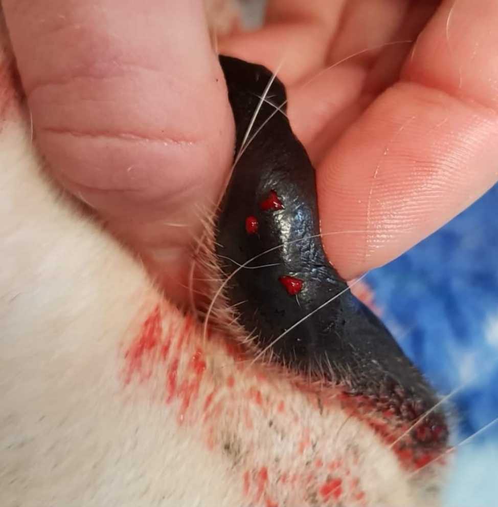 Snake bite marks on a dog's lip