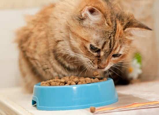 Ginger cat eating kibble from blue pet bowl
