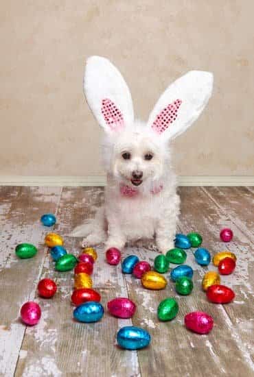 White dog wearing bunny ears with Easter eggs