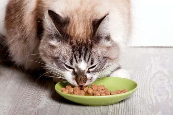 Cat eating from green dish