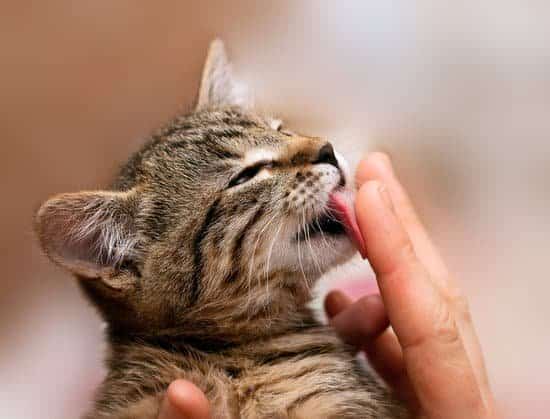 Cat licking fingers