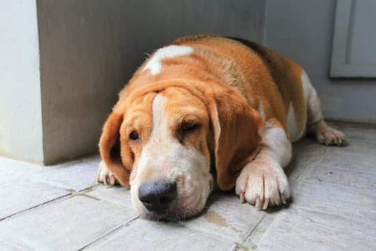 Overweight beagle