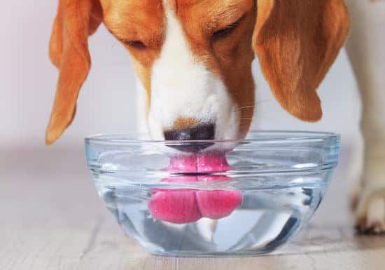 Dog drinking from clear water bowl