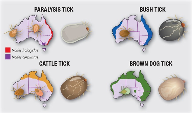 Where paralysis ticks are can be found