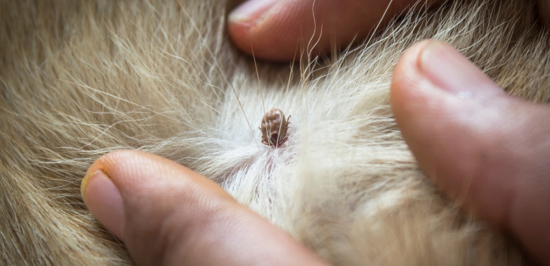 A paralysis tick hidden in a dog's fur