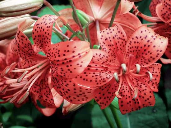 Pink tiger lily, highly toxic to cats