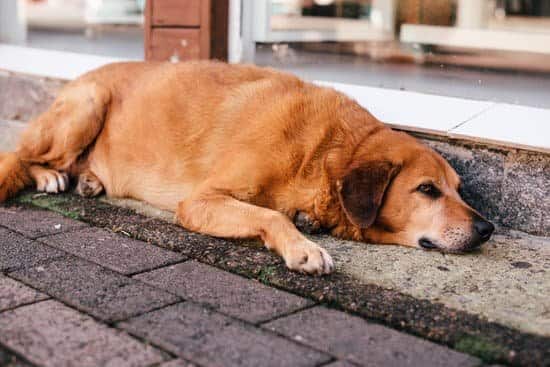 Dog lying outside on pavement