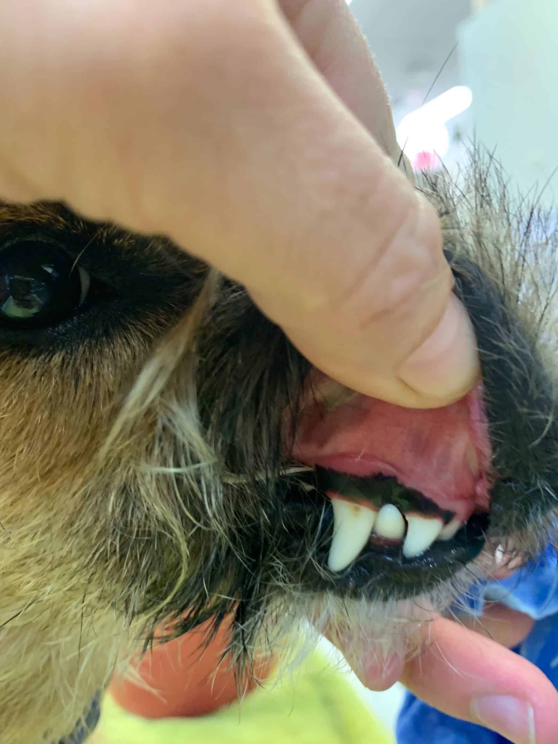 Animal Emergency Service vet removing toad toxin from dogs gums
