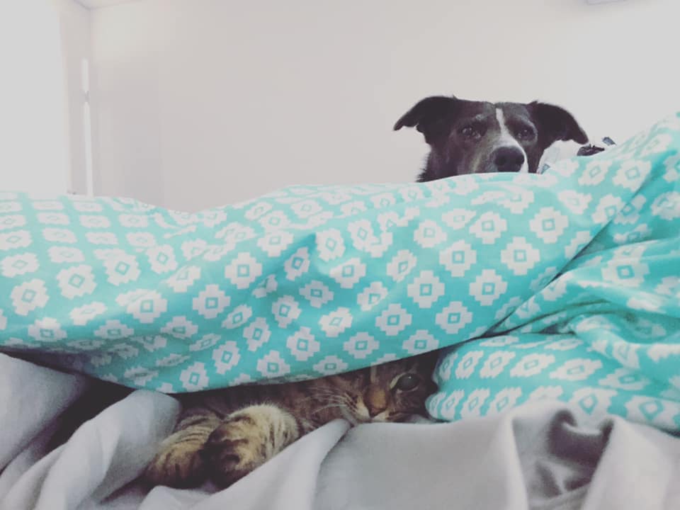 Cat and dog under blankets on a bed