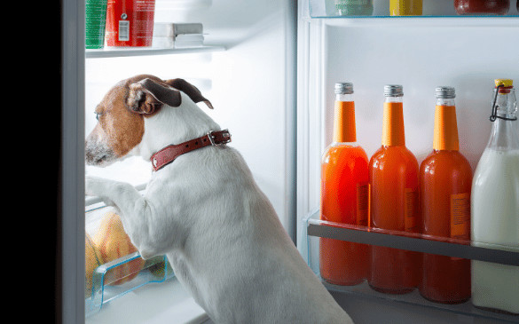 Toxic Foods for Dogs and Cats: An A-Z Guide
