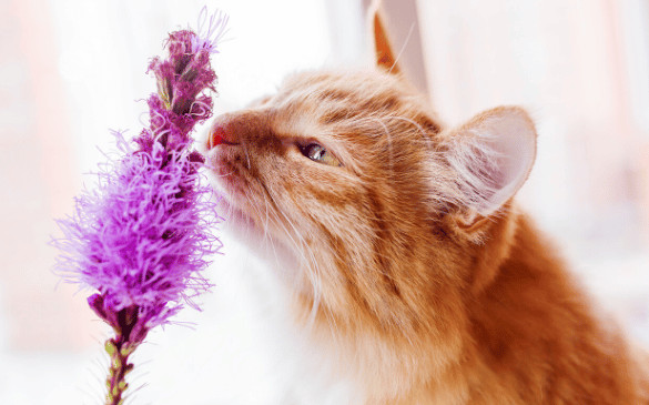 Flowers and Plants Toxic to Dogs and Cats: An A-Z Guide