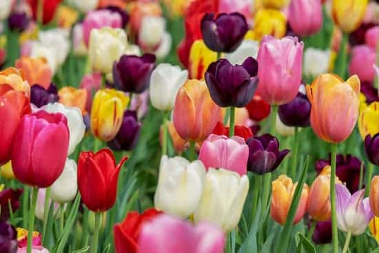 Close up of different shades of tulips