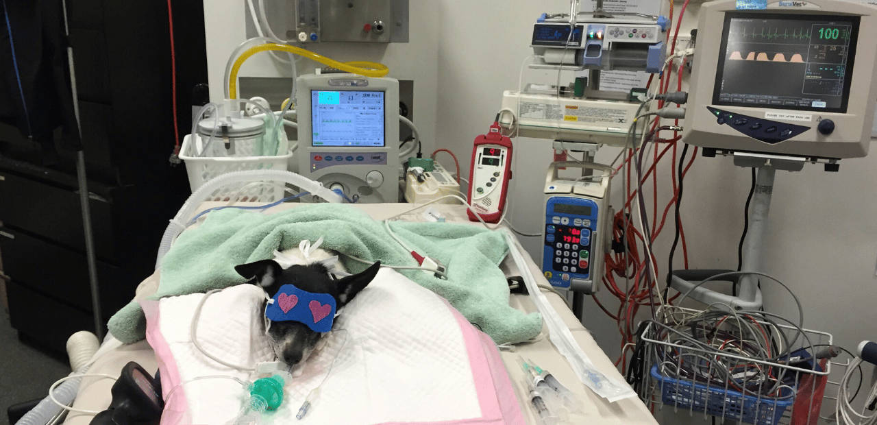 Patient on a mechanical ventilator at Animal Emergency Service