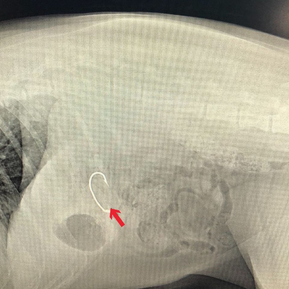 X-ray of fish hook in a dog's stomach