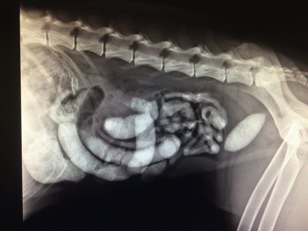 X-ray of sand impaction in a dog