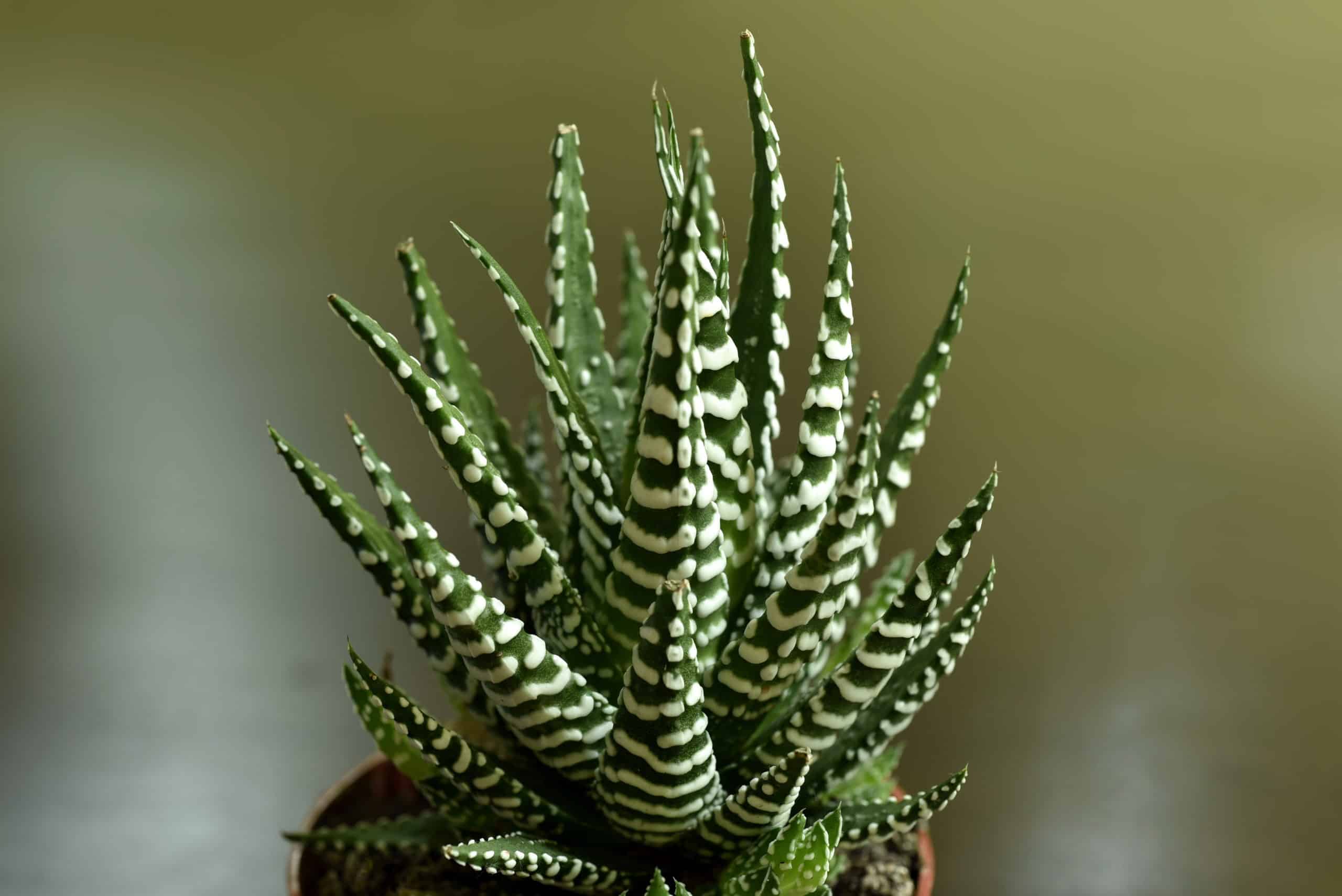 Zebra cactus plant, unique and a pet friendly plant