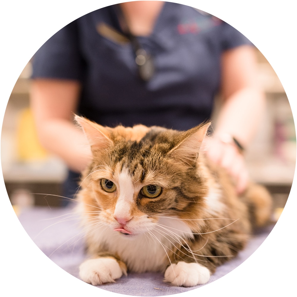 Animal Emergency Service Underwood vet with cat