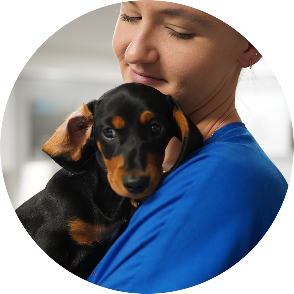 Animal Emergency Service Underwood vet with dog
