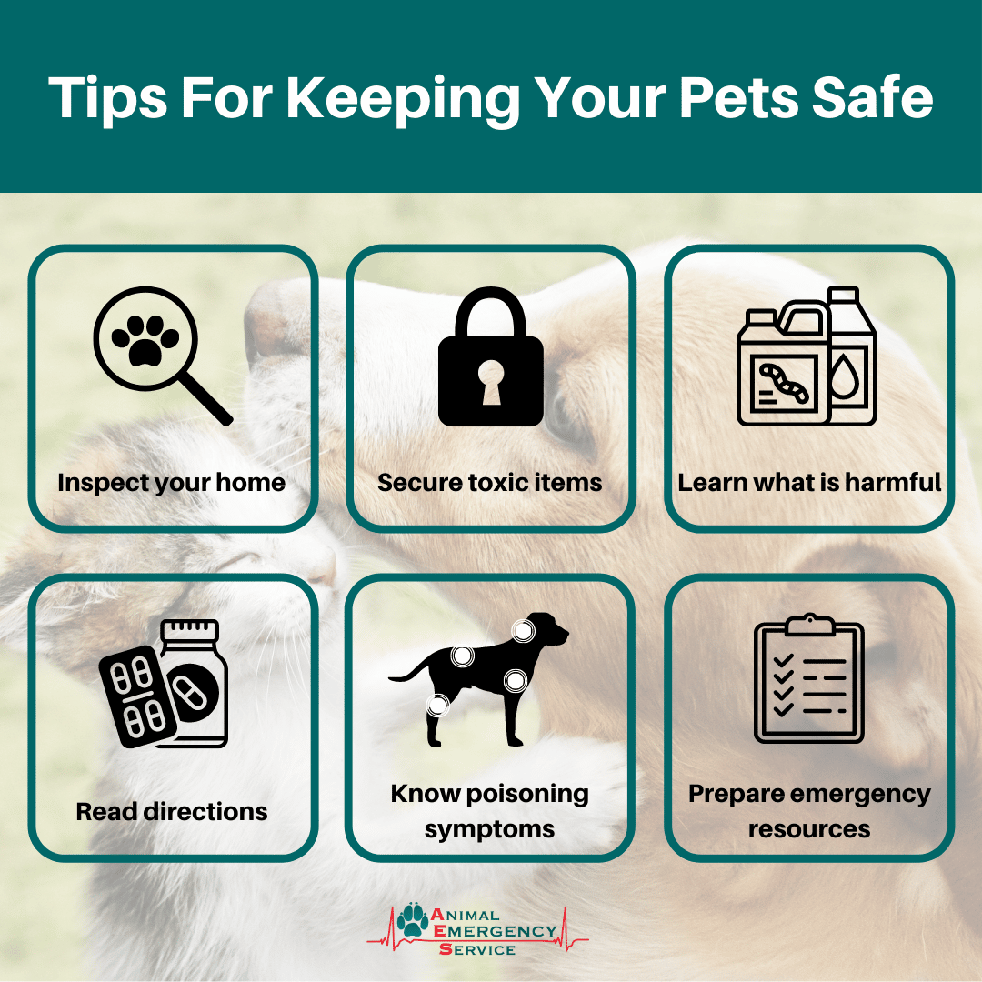How to keep your pet safe at home