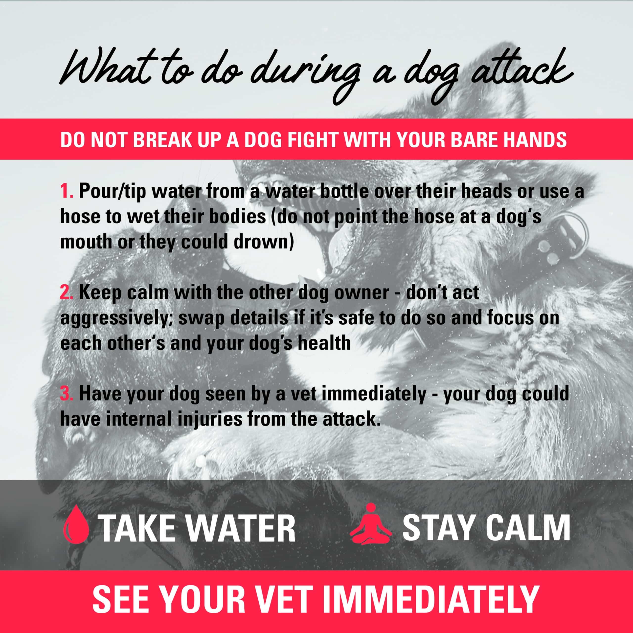 What to do during a dog attack