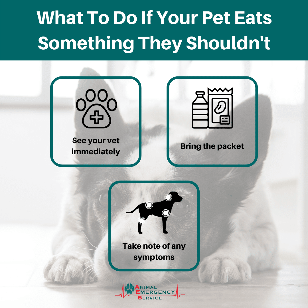 Steps to take if your pet eats something toxic