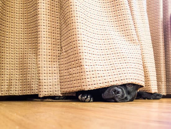 Scared dog hiding under curtain