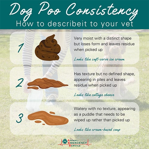 How to describe dog poo consistency