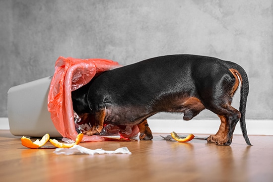 A black and brown dachshund with head in a garbage bin