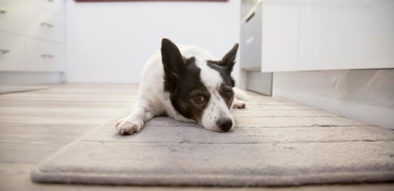Black and white dog lying on matt on kitchen floor