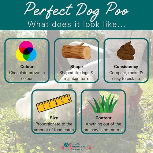 What healthy dog poo looks like