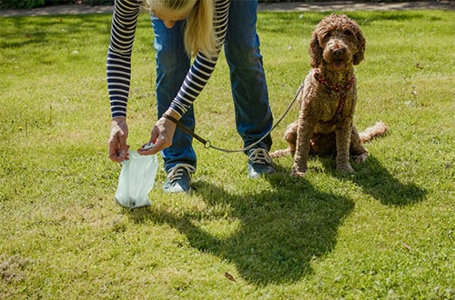Dog owner picking up brown dog's poo asking why does my dog have diarrhoea