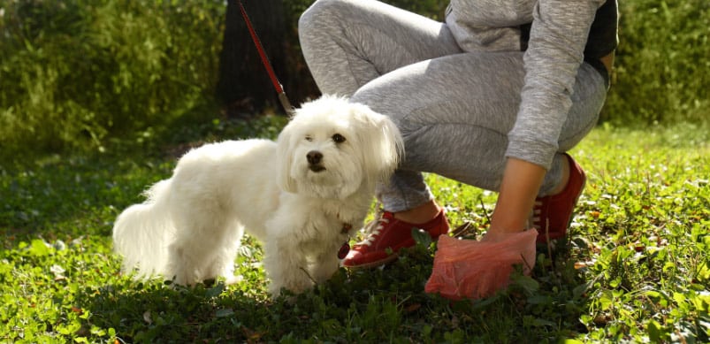 Dog owner picking up white dog's dog poo asking why does my dog have diarrhoea