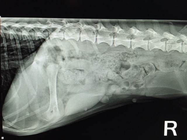 X-ray of chicken drumstick in a Dachshunds stomach