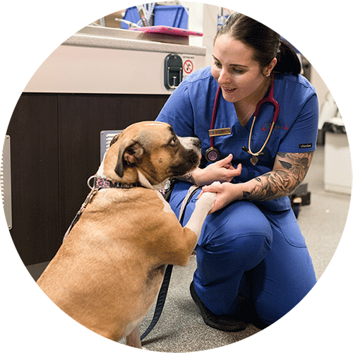 Animal Emergency Service nurse holding a dog's paw