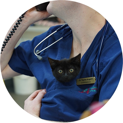 Veterinarian with black kitten on phone discussing the vet consultation fee