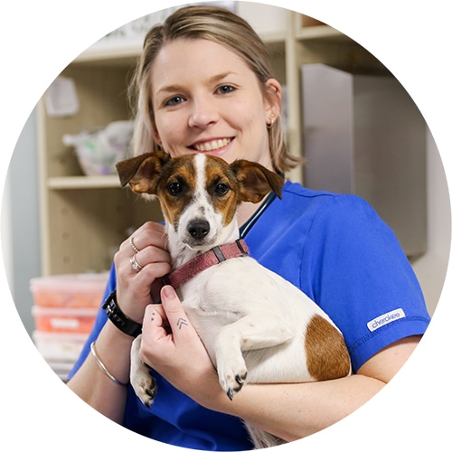 Vet with brown and white dog, at a low cost emergency pet care hospital