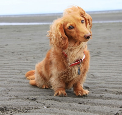 Dachshund sitting on sand at the beach