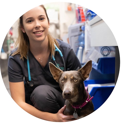 Pet ICU nurse with brown dog, an animal urgent and critical care center