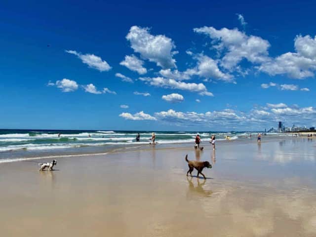 The Spit, one of the dog beaches on the Gold Coast