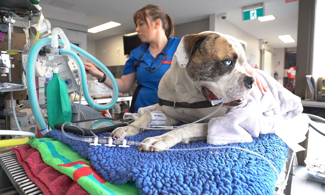 A dog at Animal Emergency Service Hobart receiving treatment