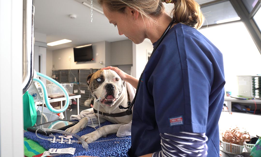 An Animal Emergency Service Hobart vet with a dog