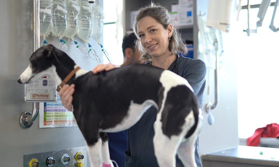 Animal Emergency Service Hobart vet with Greyhound